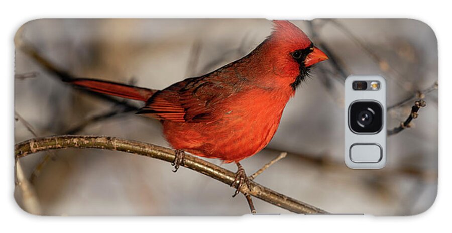 Female Galaxy Case featuring the photograph Male Northern Cardinal by JT Lewis