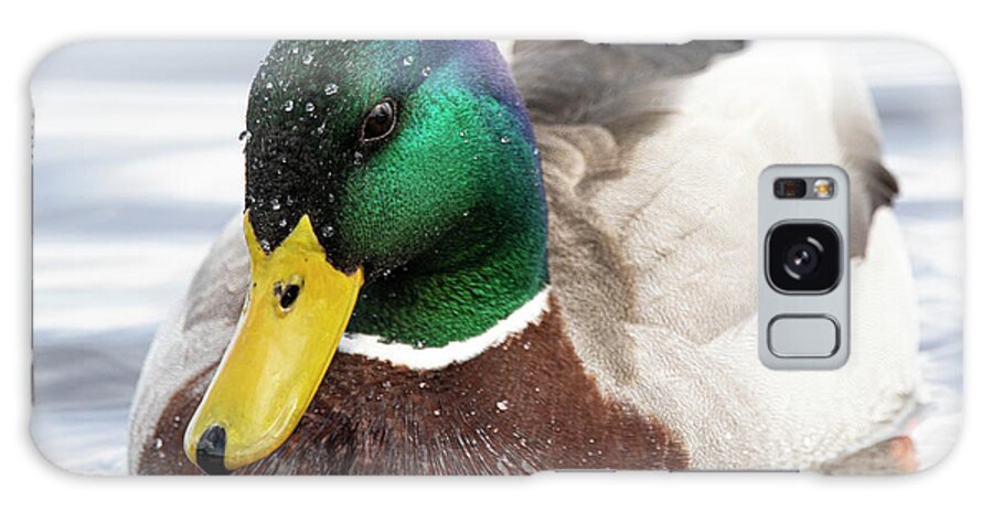 Duck Galaxy Case featuring the photograph Mallard Duck on the Neuse River of Eastern North Carolina by Bob Decker