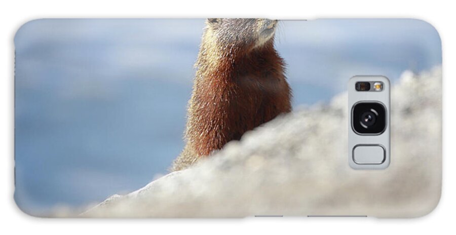 Marmot Hiding Galaxy Case featuring the photograph Marmot Hiding by Dan Sproul
