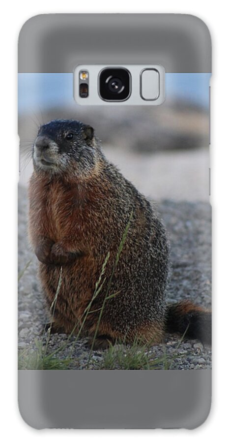 Marmot Galaxy Case featuring the photograph Marmot by Yvonne M Smith