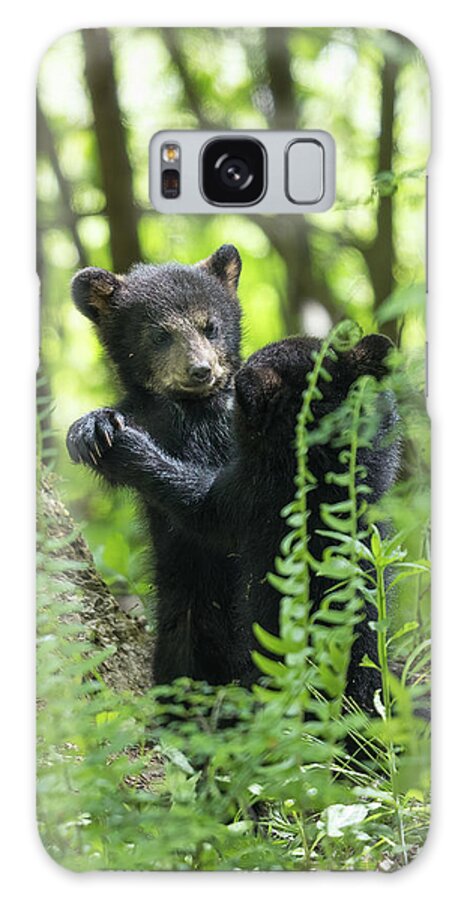 Bear Galaxy Case featuring the photograph May I Have This Dance by Everet Regal