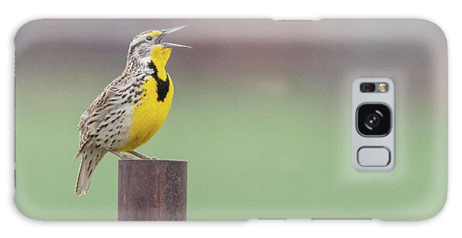 America Galaxy Case featuring the photograph Meadowlark by David Hicks