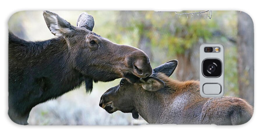 Moose Galaxy Case featuring the photograph Moose Cow and Calf Five by Jean Clark
