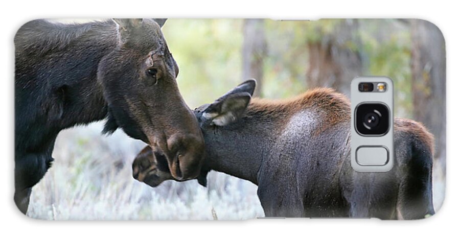 Moose Galaxy Case featuring the photograph Moose Cow and Calf Six by Jean Clark