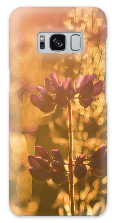 Plant Galaxy Case featuring the photograph Morning light by Maria Dimitrova