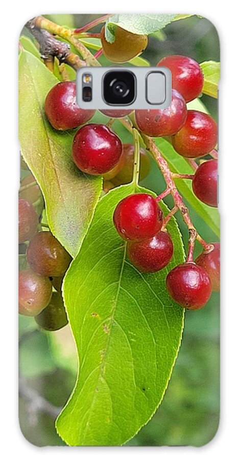 Mountain Berries Galaxy Case featuring the photograph Mountain Berries by Jennifer Forsyth