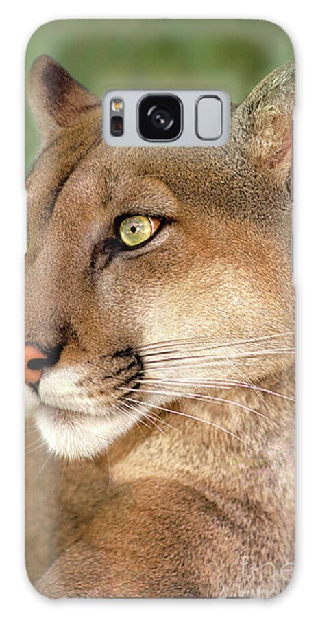 Mountain Lion Galaxy S8 Case featuring the photograph Mountain Lion Portrait Wildlife Rescue by Dave Welling