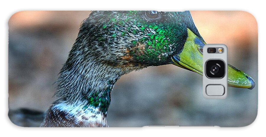 Photo Galaxy Case featuring the photograph Mr. Mallard by Evan Foster
