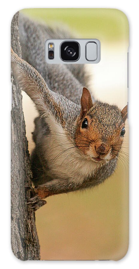 Squirrel Tree Galaxy Case featuring the photograph Mr. Squirrel by David Morehead