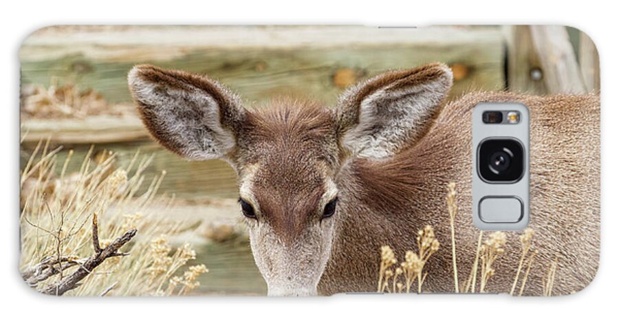 Deer Galaxy Case featuring the photograph Mule Deer by Shirley Dutchkowski