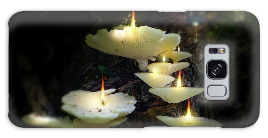Mushroom Candles by Mark Andrew Thomas