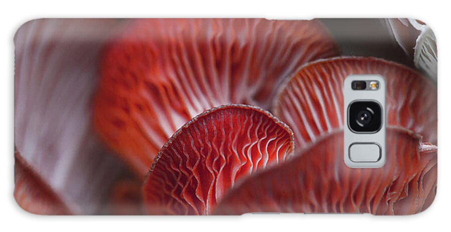 Mountain Galaxy Case featuring the photograph Mushroom Macro by Go and Flow Photos