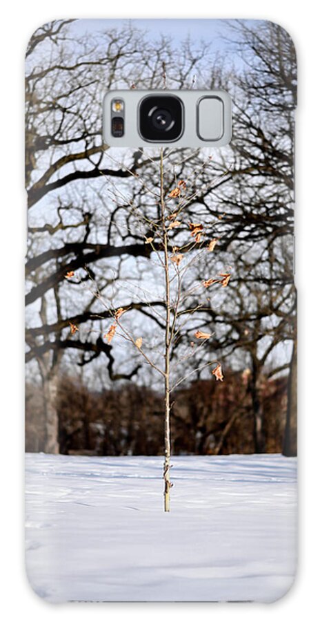 Intimate Landscape Galaxy Case featuring the photograph Napping Birch by James Covello