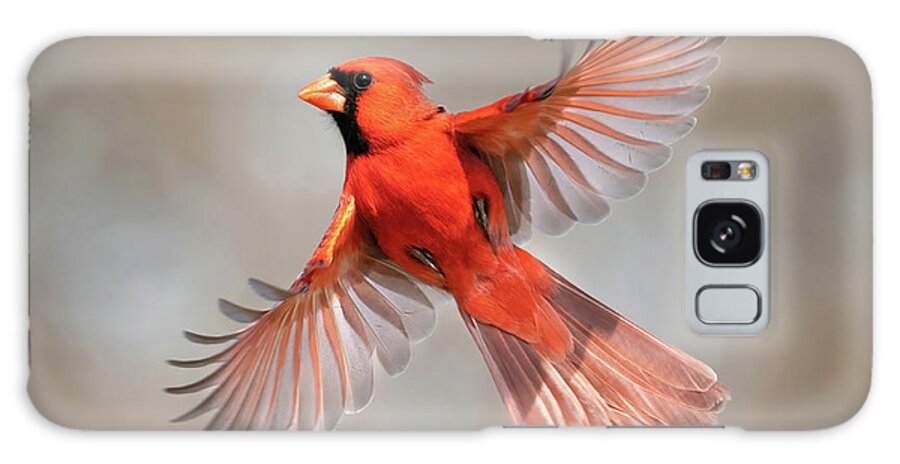 Cardinals Galaxy Case featuring the photograph Northern Cardinal Beauty by Judi Dressler