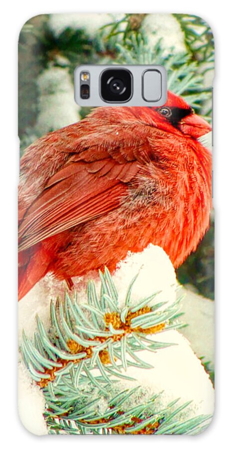 Nature Galaxy Case featuring the photograph Northern Cardinal by Susan Hope Finley