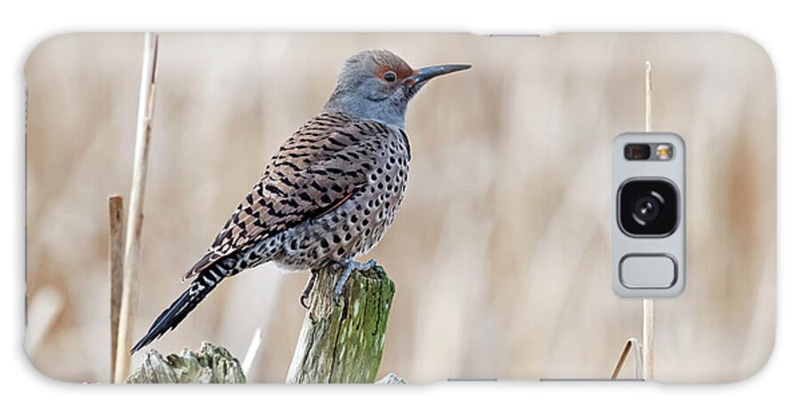 Northern Flicker Galaxy Case featuring the photograph Northern Flicker by Terry Dadswell