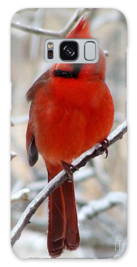 Bird Cardinal Male Northern Avian Feathers Red Winter Snow Winter Galaxy Case featuring the photograph Northern Male Cardinal by Janette Boyd