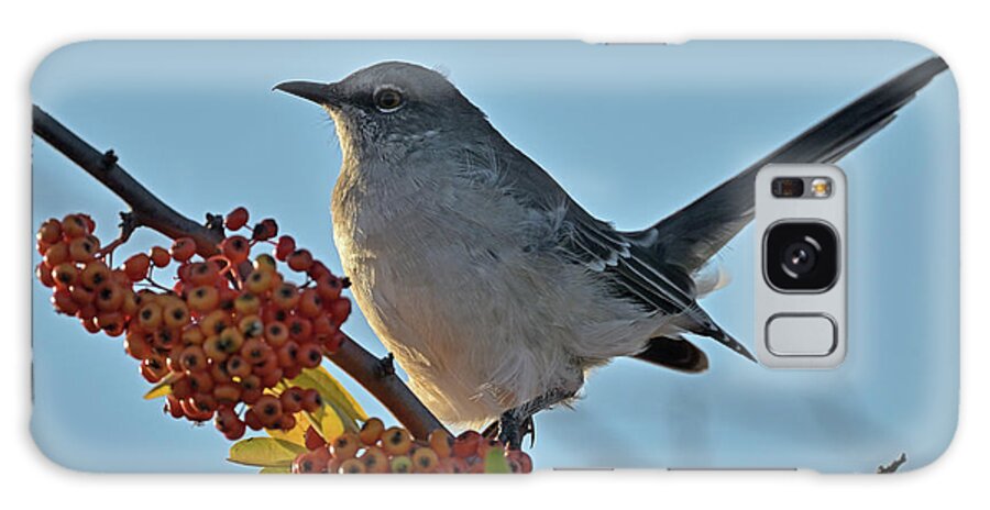 Mimus Polyglottos Galaxy Case featuring the photograph Northern Mockingbird with Wild Red Berries by Amazing Action Photo Video