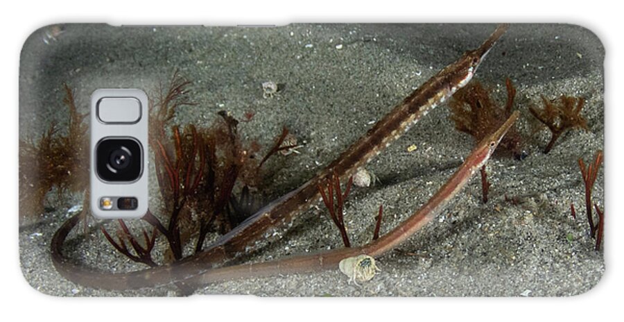 Fish Galaxy Case featuring the photograph Northern pipefish by Brian Weber