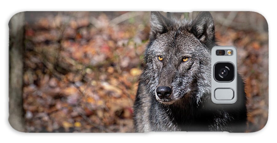 Black Phase Timber Wolf Galaxy Case featuring the photograph Not Amused by Rose Guinther