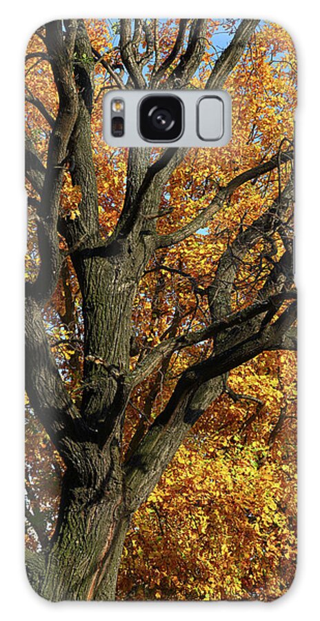 Autumn Galaxy Case featuring the photograph Oak Trunk And Yellow Leaves by Mikhail Kokhanchikov