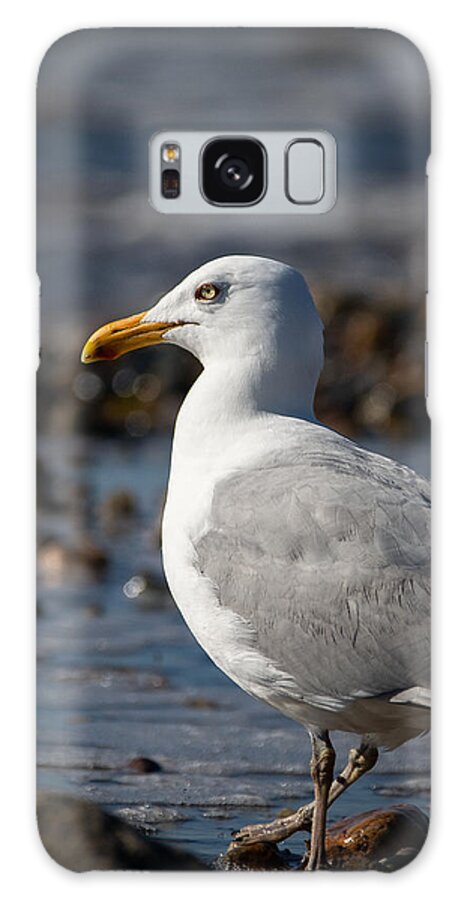 Gull Galaxy Case featuring the photograph Off-season Gull by Linda Bonaccorsi