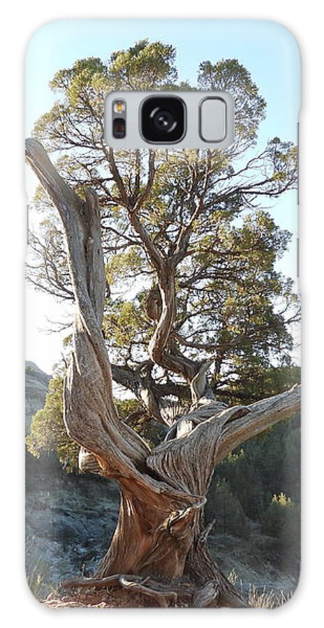 Juniper Galaxy Case featuring the photograph Old Twisted Juniper 2 by Amanda R Wright