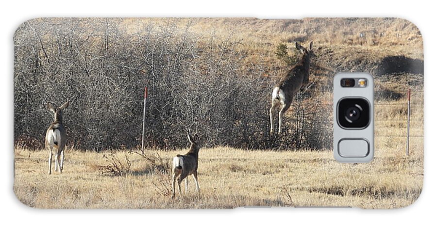 Mule Deer Galaxy Case featuring the photograph One Two Three Jump by Amanda R Wright