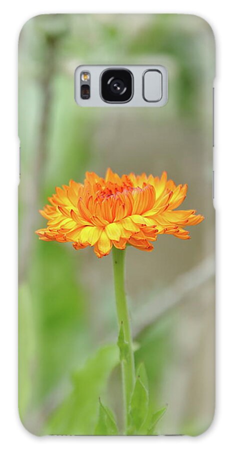 Calendula Galaxy Case featuring the photograph Orange You Glad It's Spring by Lens Art Photography By Larry Trager