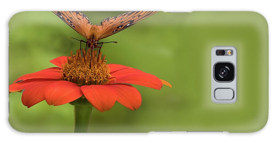 Butterfly Galaxy Case featuring the photograph Orange You Hungry by Ree Reid