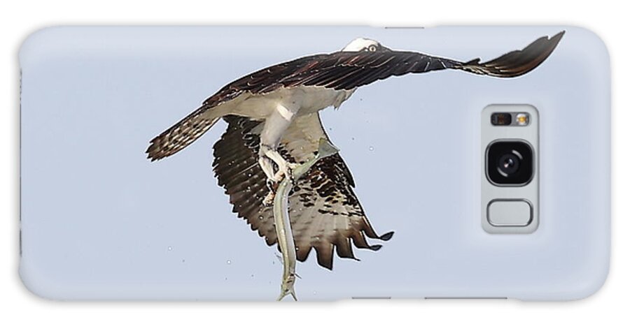 Osprey Galaxy Case featuring the photograph Osprey with a Needle Fish 2 by Mingming Jiang