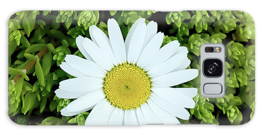 Deepcut Gardens Galaxy Case featuring the photograph Oxeye Daisy Surrounded by Gary Slawsky