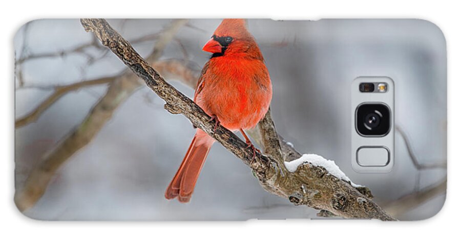 Bird Galaxy Case featuring the photograph Papa Cardinal In The Snow by David Downs
