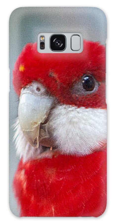 Eastern Rosella Parrot Galaxy Case featuring the photograph Peering Parrot by Sea Change Vibes