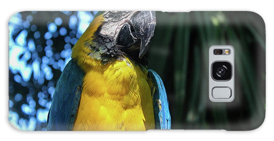 Colombia Galaxy S8 Case featuring the photograph Parrot by Wilko van de Kamp Fine Photo Art