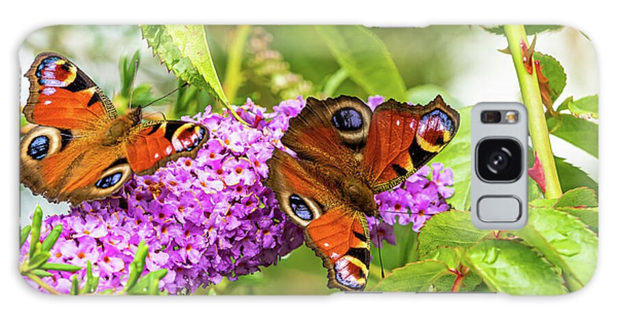 Peacock Galaxy Case featuring the photograph Peacock Butterflies on Buddleia Flower. by Colin Allen