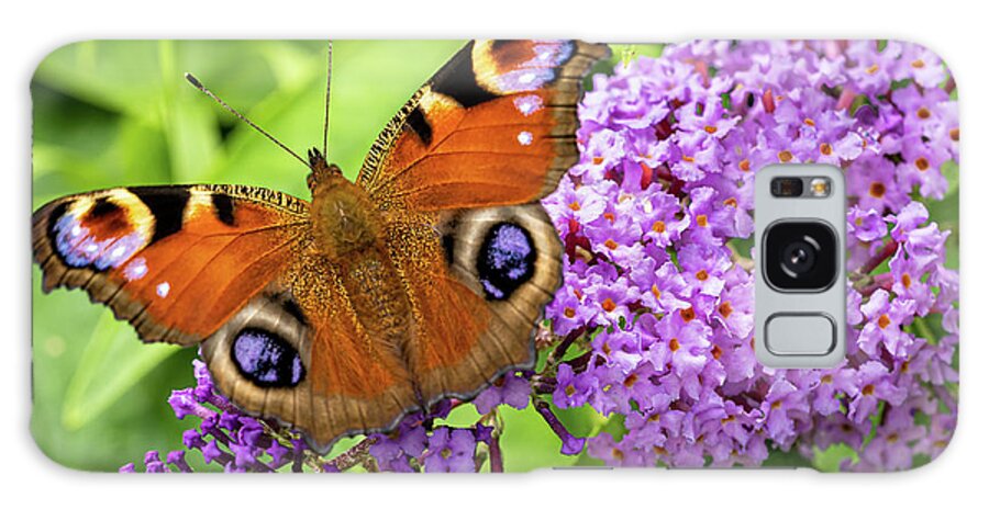 Peacock Galaxy Case featuring the photograph Peacock Butterfly on Buddleia Flower. by Colin Allen