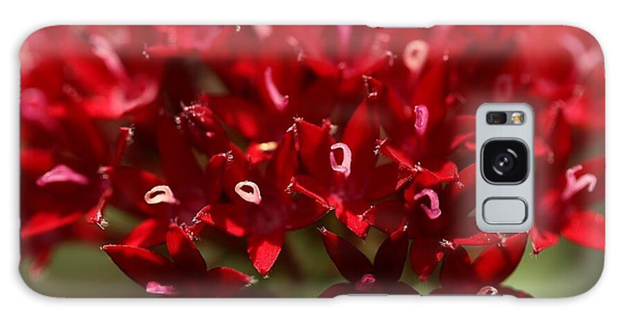 Penta Flower Galaxy Case featuring the photograph Red Penta Flowers by Mingming Jiang
