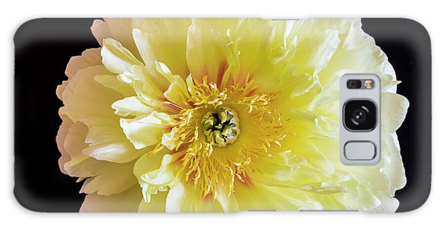 Flowers Galaxy Case featuring the photograph Peony by David Lee