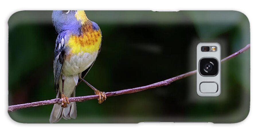 Bird Galaxy Case featuring the photograph Perula Melodies by Art Cole