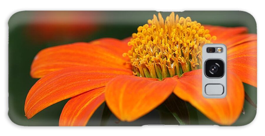 Mexican Sunflower Galaxy Case featuring the photograph Pie of Nectar by Mingming Jiang
