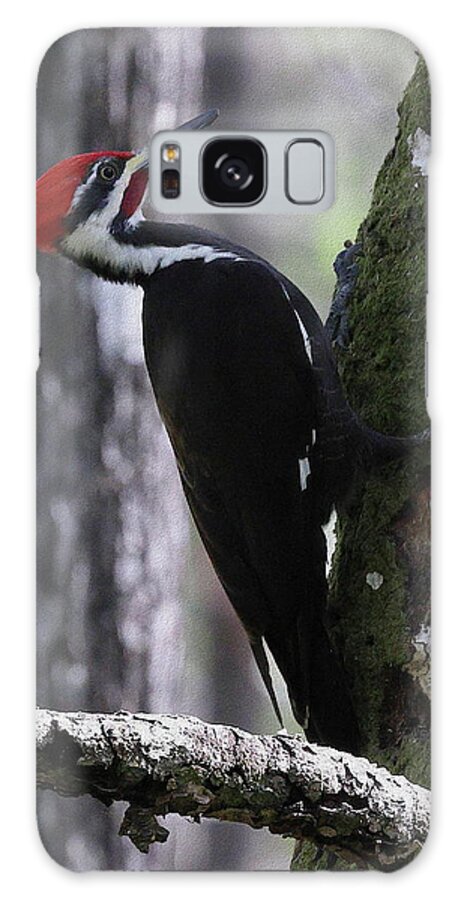 Pileated Woodpecker Galaxy Case featuring the photograph Pileated Woodpecker 4 by Mingming Jiang