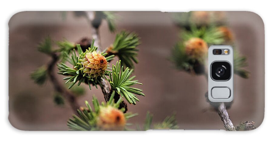 Tree Galaxy Case featuring the photograph Pine cones by M Fotograaf