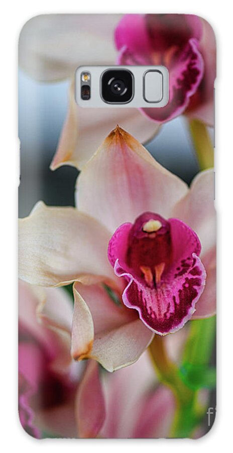 Orchid Galaxy Case featuring the photograph Pink and White Cymbudium Clarisse Orchid by Abigail Diane Photography