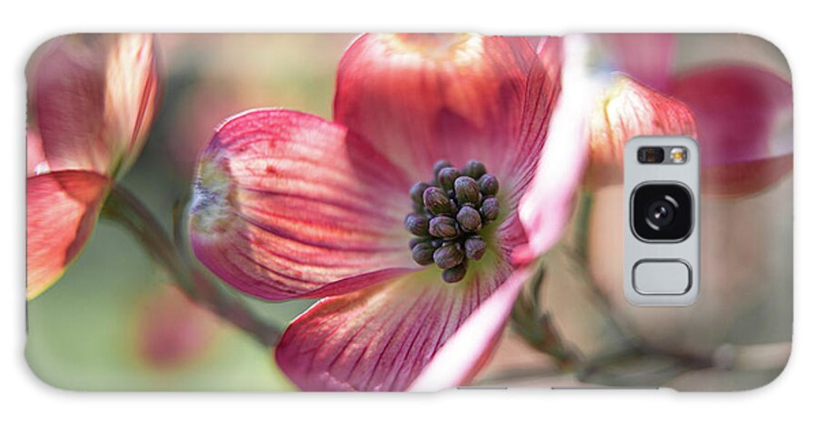 Pink Galaxy Case featuring the photograph Pink Dogwood by Denise Kopko