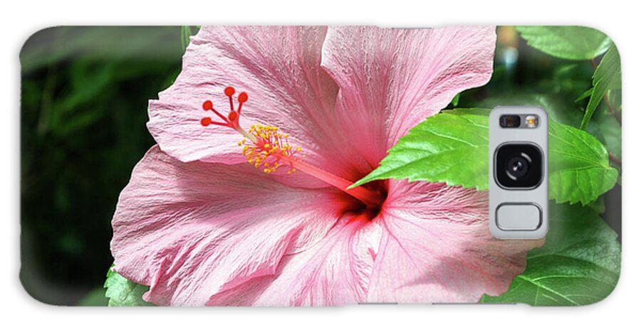 Florida Galaxy S8 Case featuring the photograph Pink Hibiscus by Robert Carter