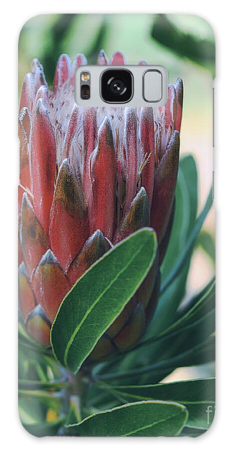 Protea Galaxy Case featuring the photograph Pink Ice Oleander Leaved Protea Flower by Abigail Diane Photography