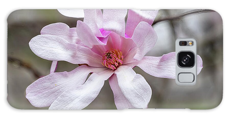 Magnolia Galaxy Case featuring the photograph Pink Magnolia by Cathy Donohoue