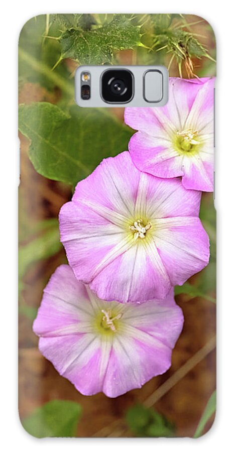 Flowers Galaxy Case featuring the photograph Pink Morning Glories by Bob Falcone