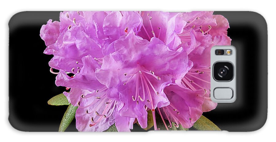 Rhododenron Galaxy Case featuring the photograph Pink Rhododendron by Jim Hughes